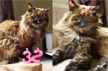 Rosie, the world’s oldest cat, dies at 33